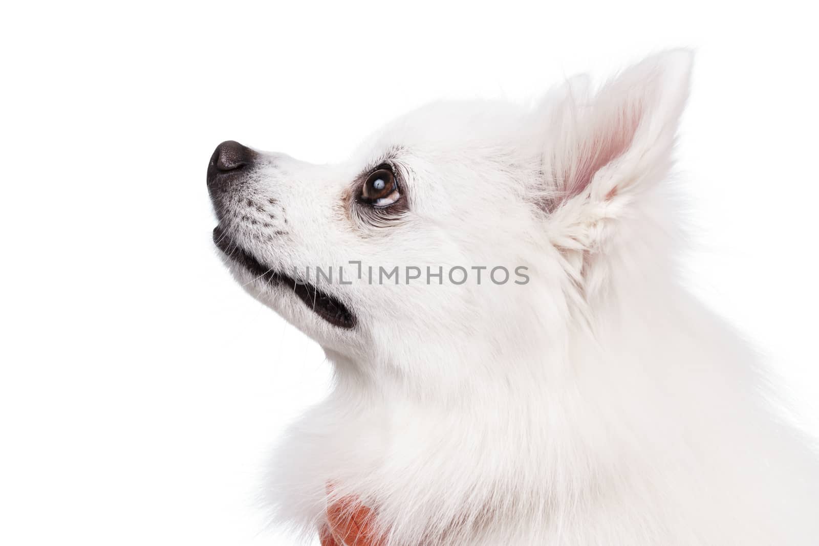 The white tears of the young Spitz smile Studio shot