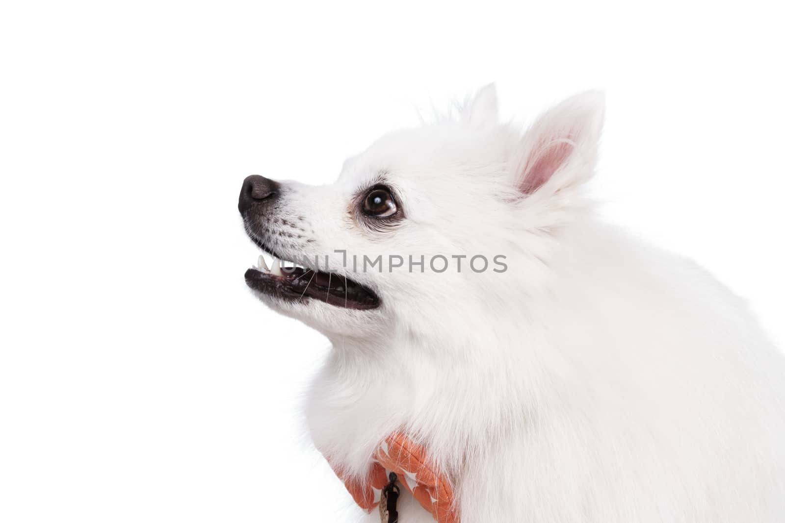 The white tears of the young Spitz smile Studio shot