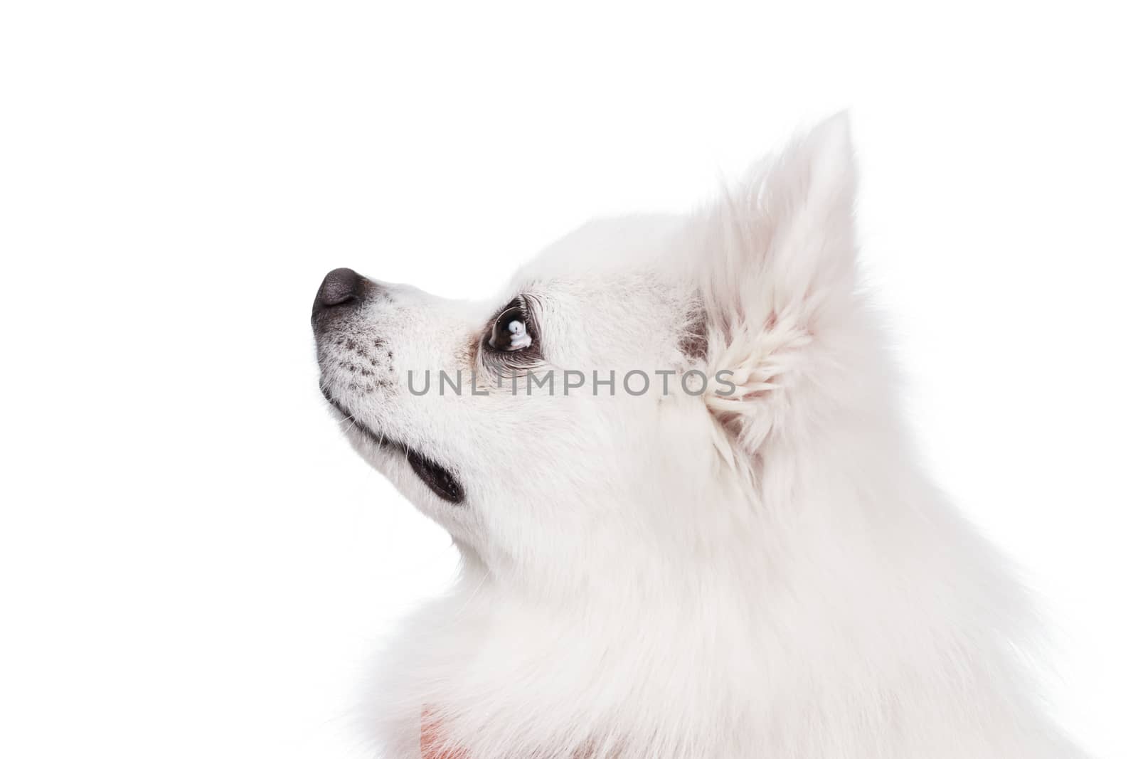 The white tears of the young Spitz smile Studio shot