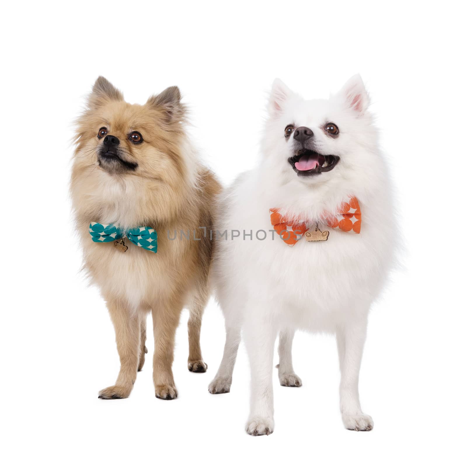 Young Pomeranian spitz white Studio smile outfit shots