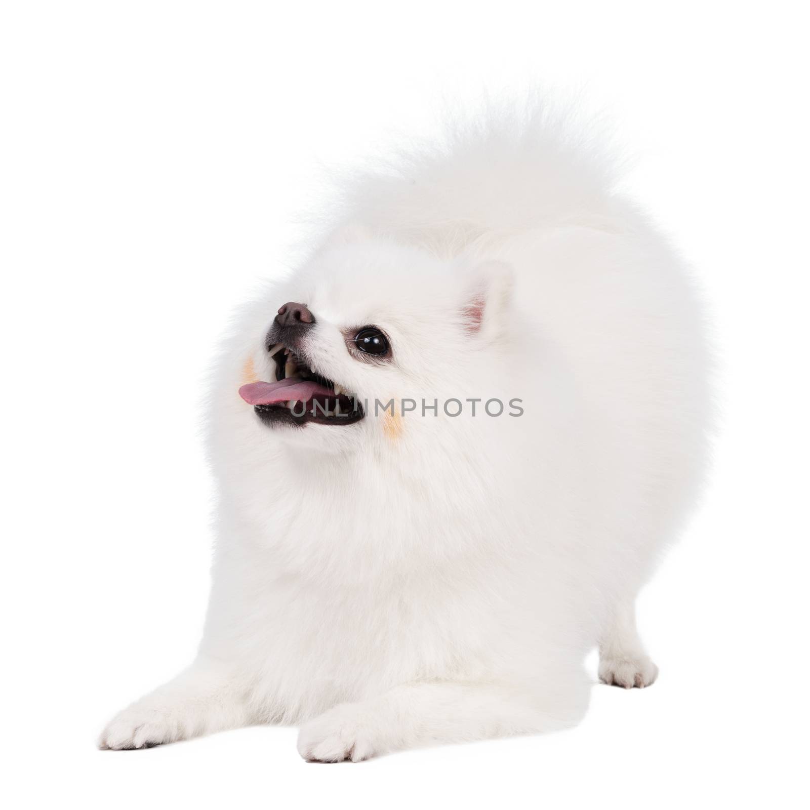 White Studio in young Pomeranian smile shot