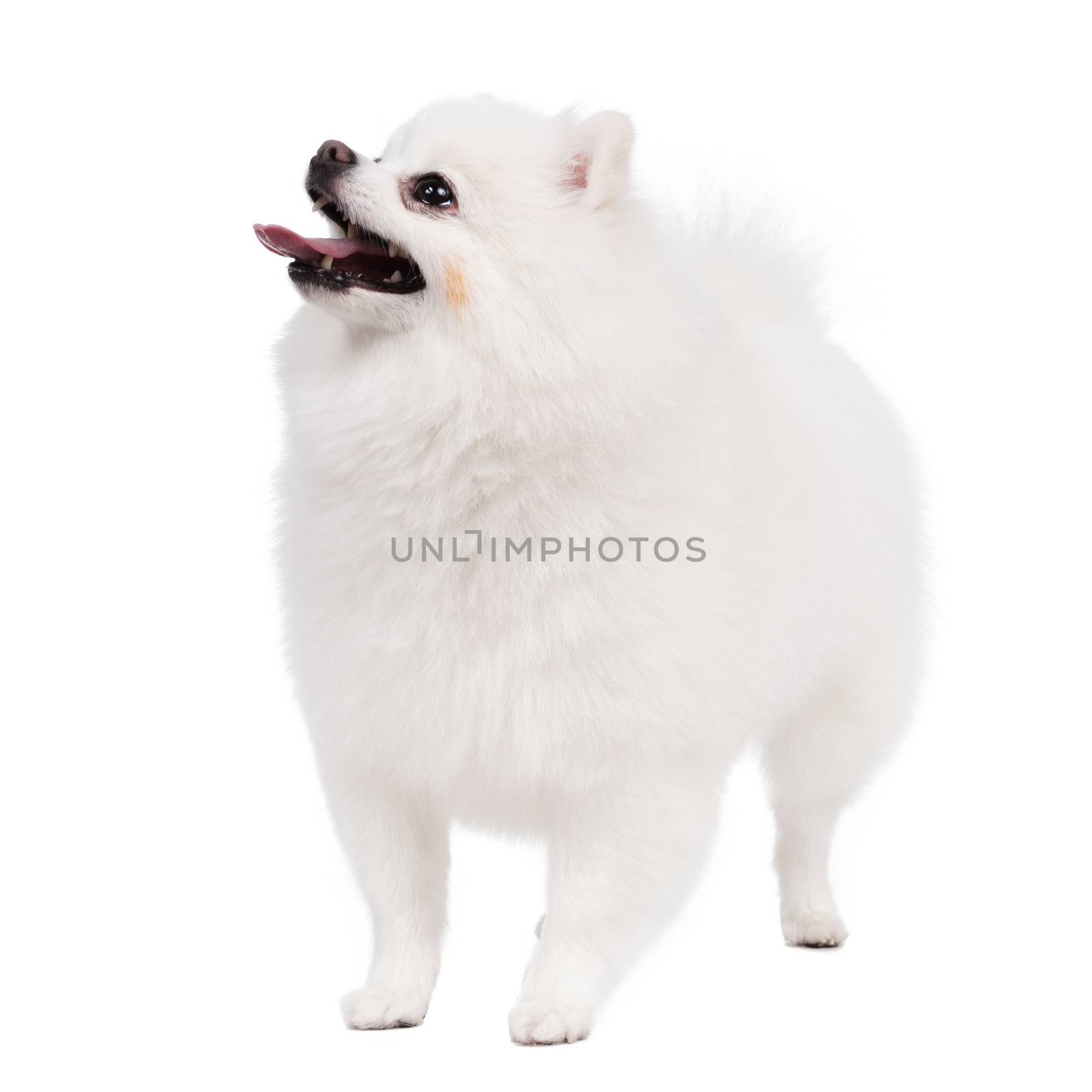 White Studio in young Pomeranian smile shot