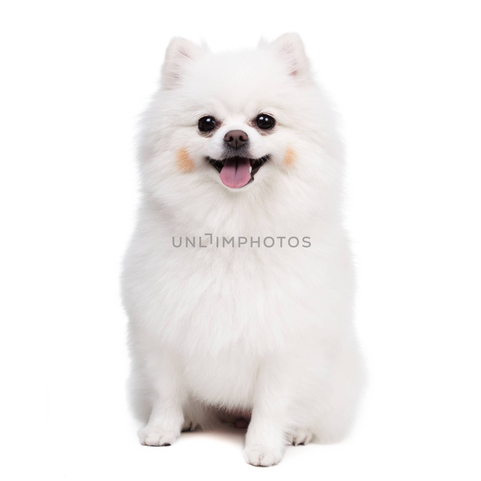 White Studio in young Pomeranian smile shot