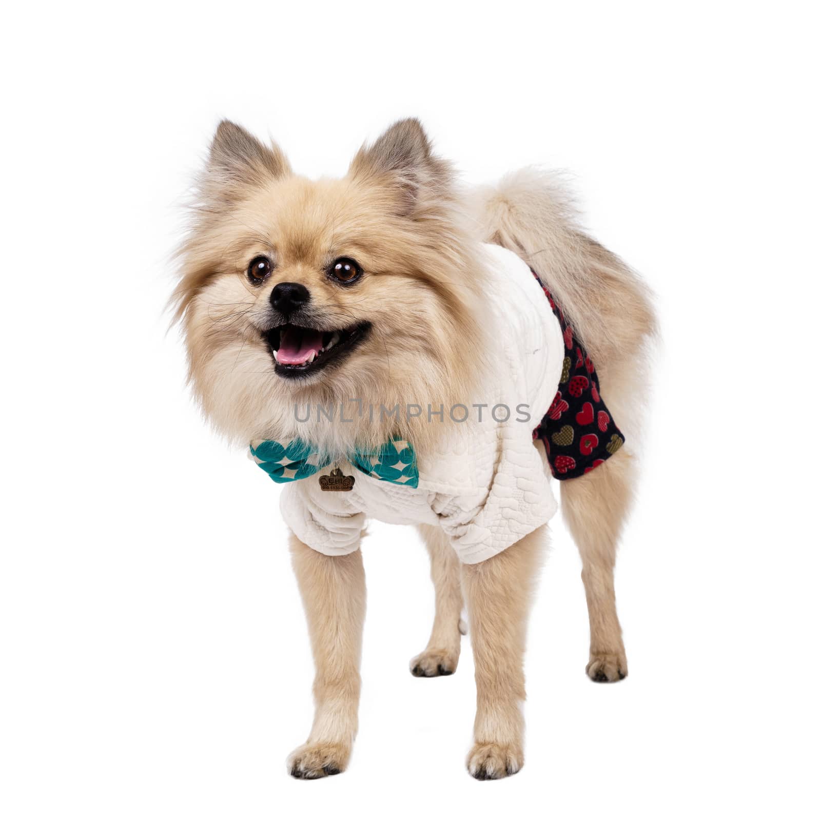 Young Pomeranian white Studio smile outfit shots