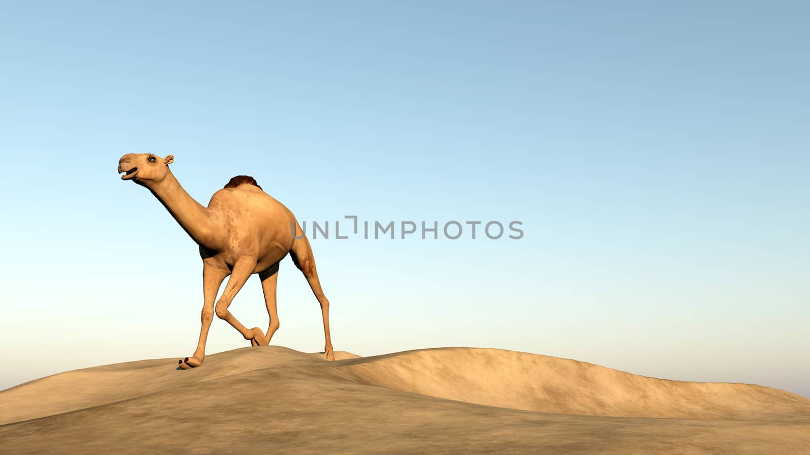 Camel running upon a sand dune - 3D render