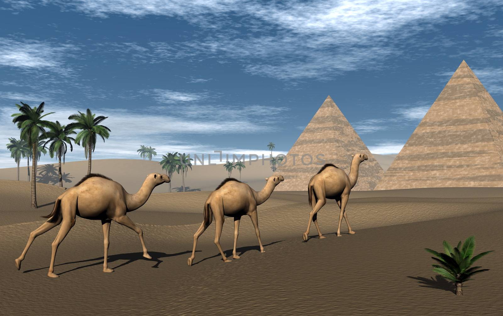 Three camels walking towards pyramids in the desert by day - 3D render