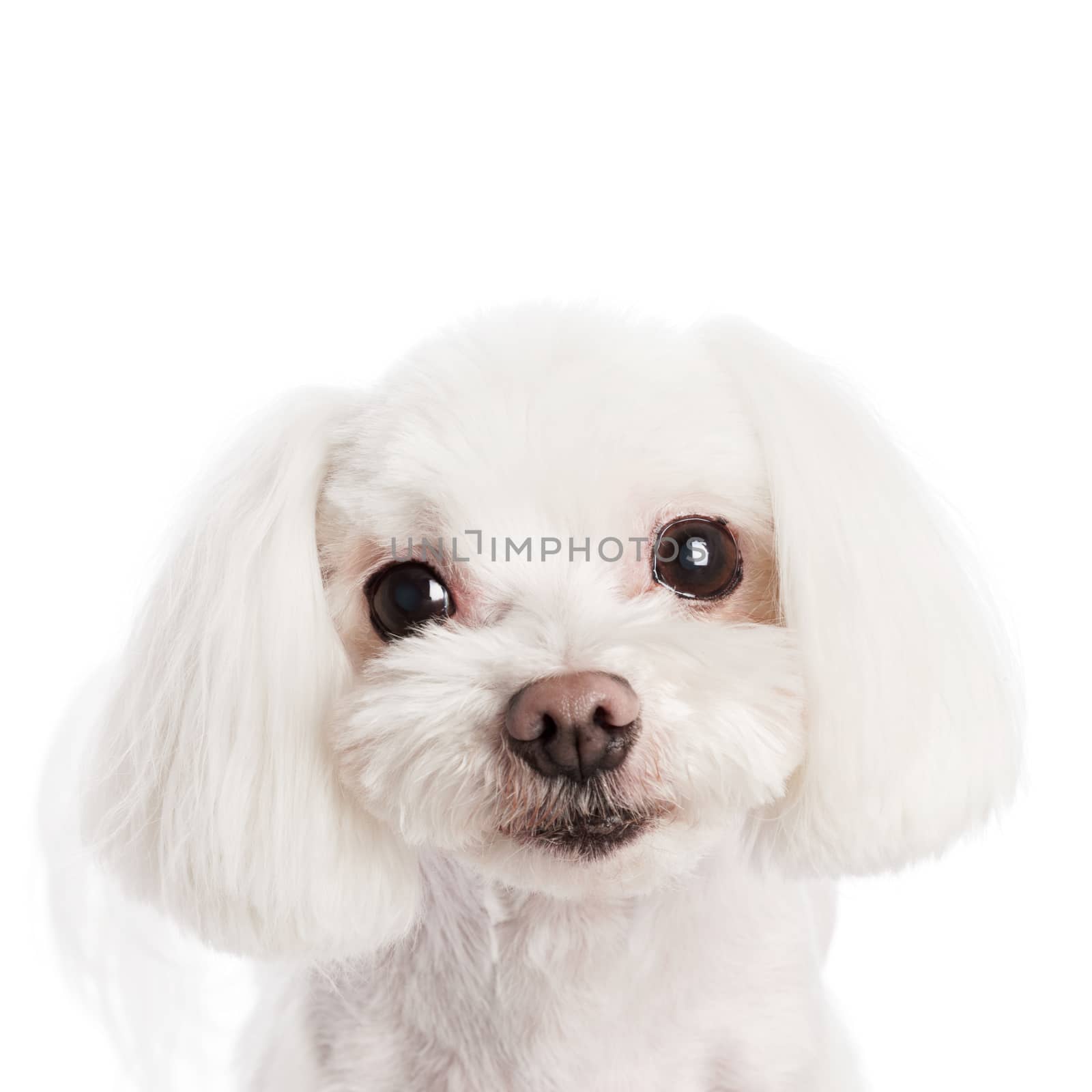 Cute in front of a white background to Maltese