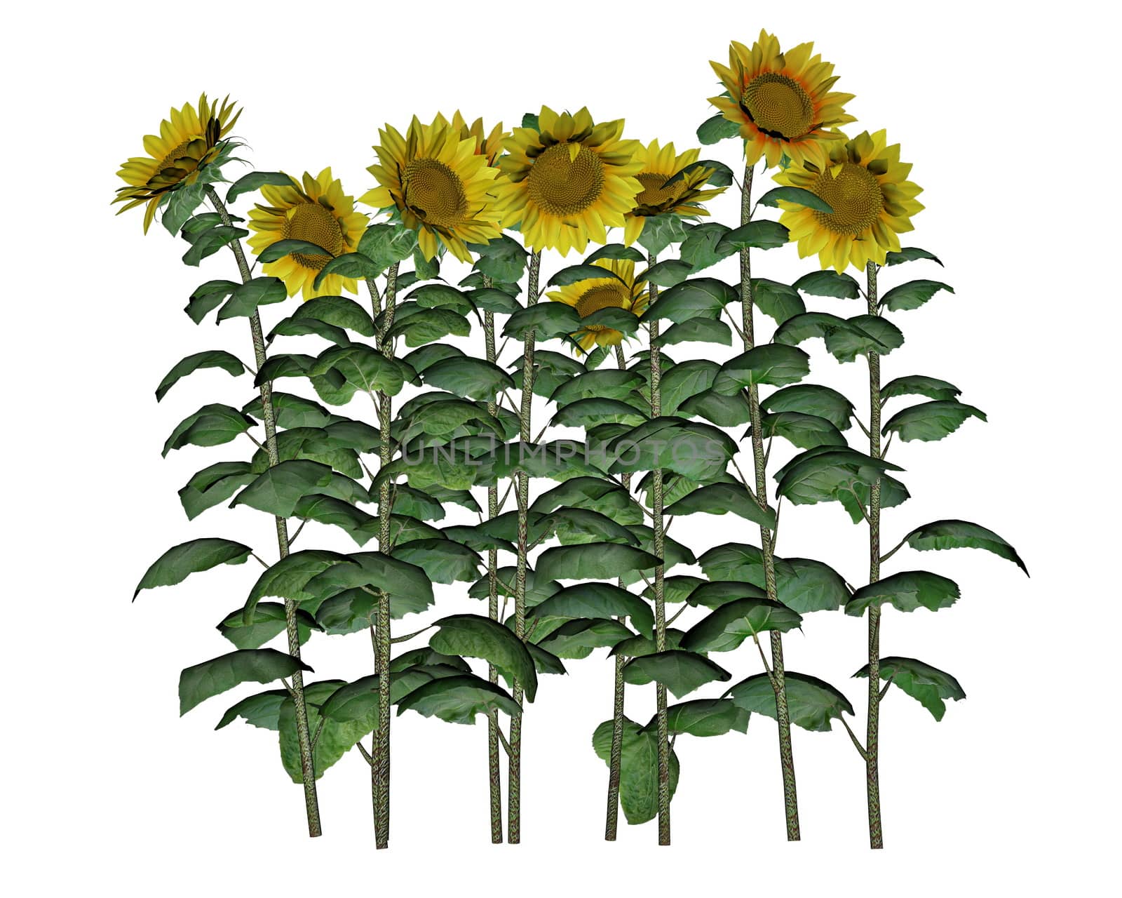 Bouquet of sunflowers isolated in white background - 3D render