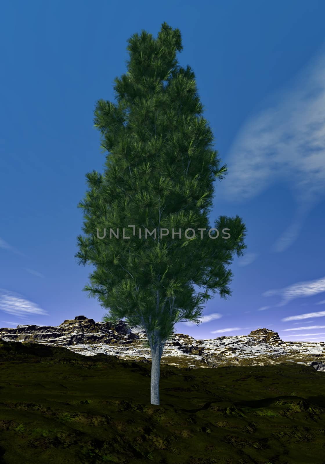 Pine tree - 3D render by Elenaphotos21