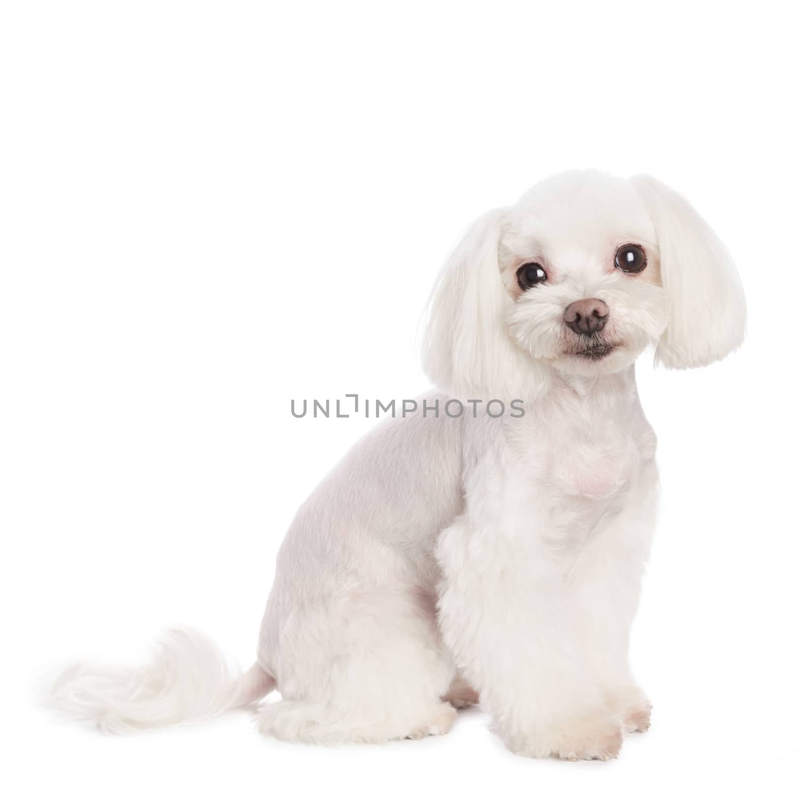 Cute in front of a white background to Maltese