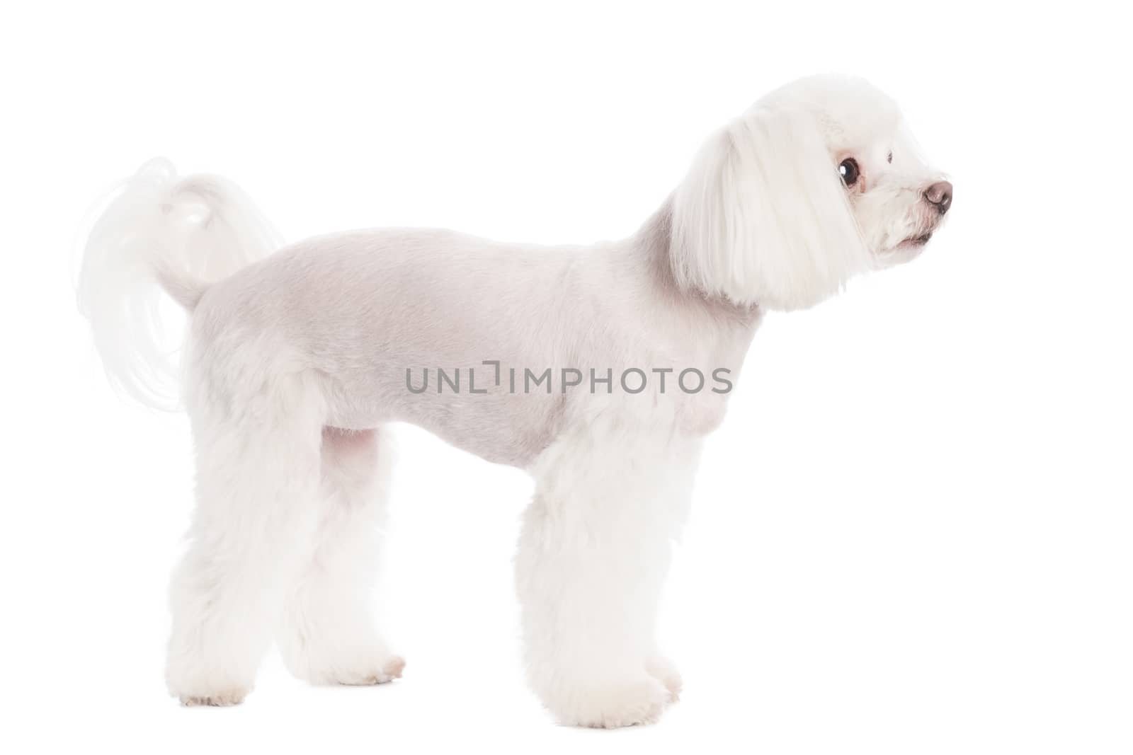 Cute in front of a white background to Maltese