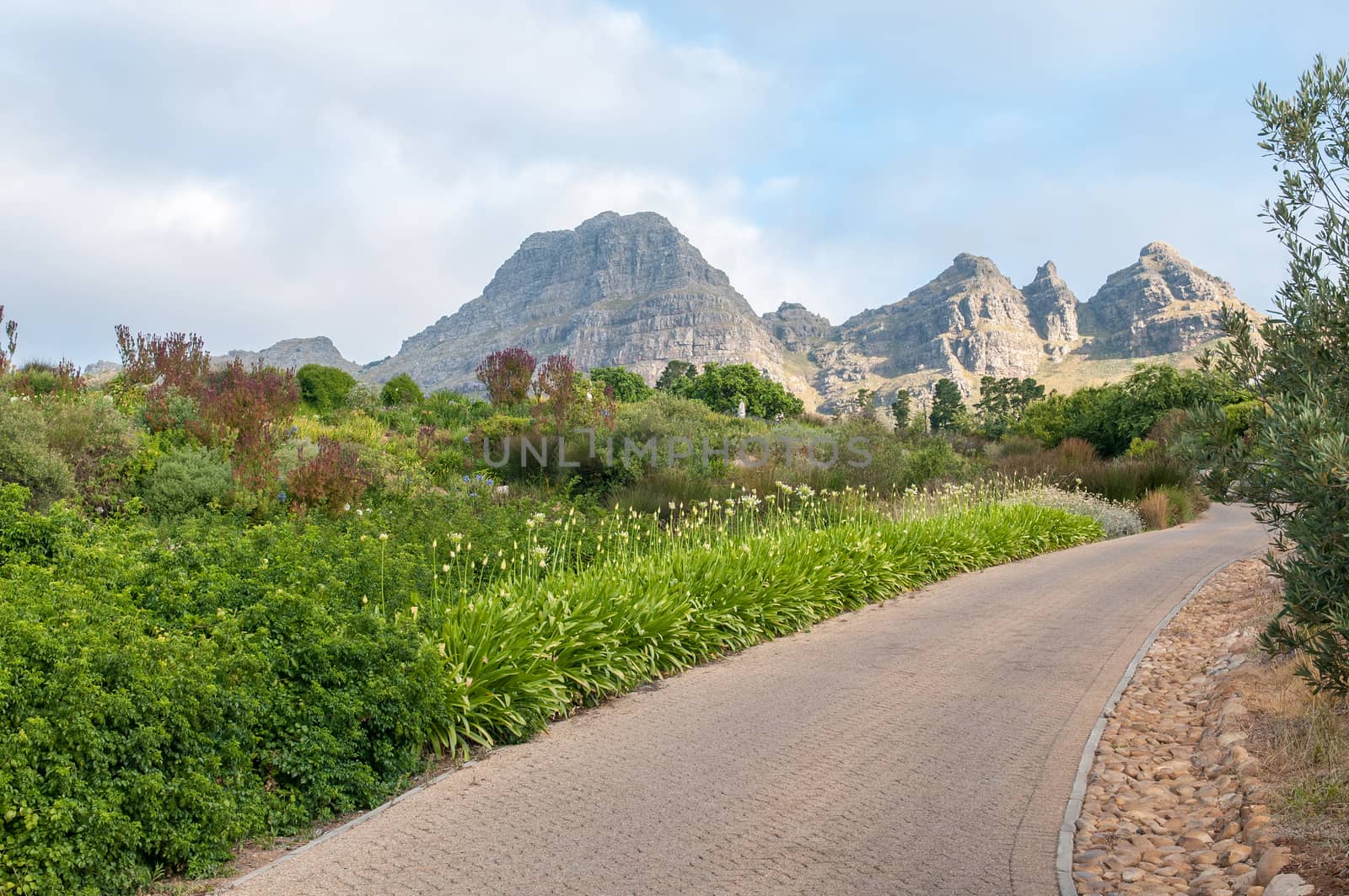 View of a garden near Stellenbosch in the Western Cape Province of South Africa. The Helderberg mountain is in the background
