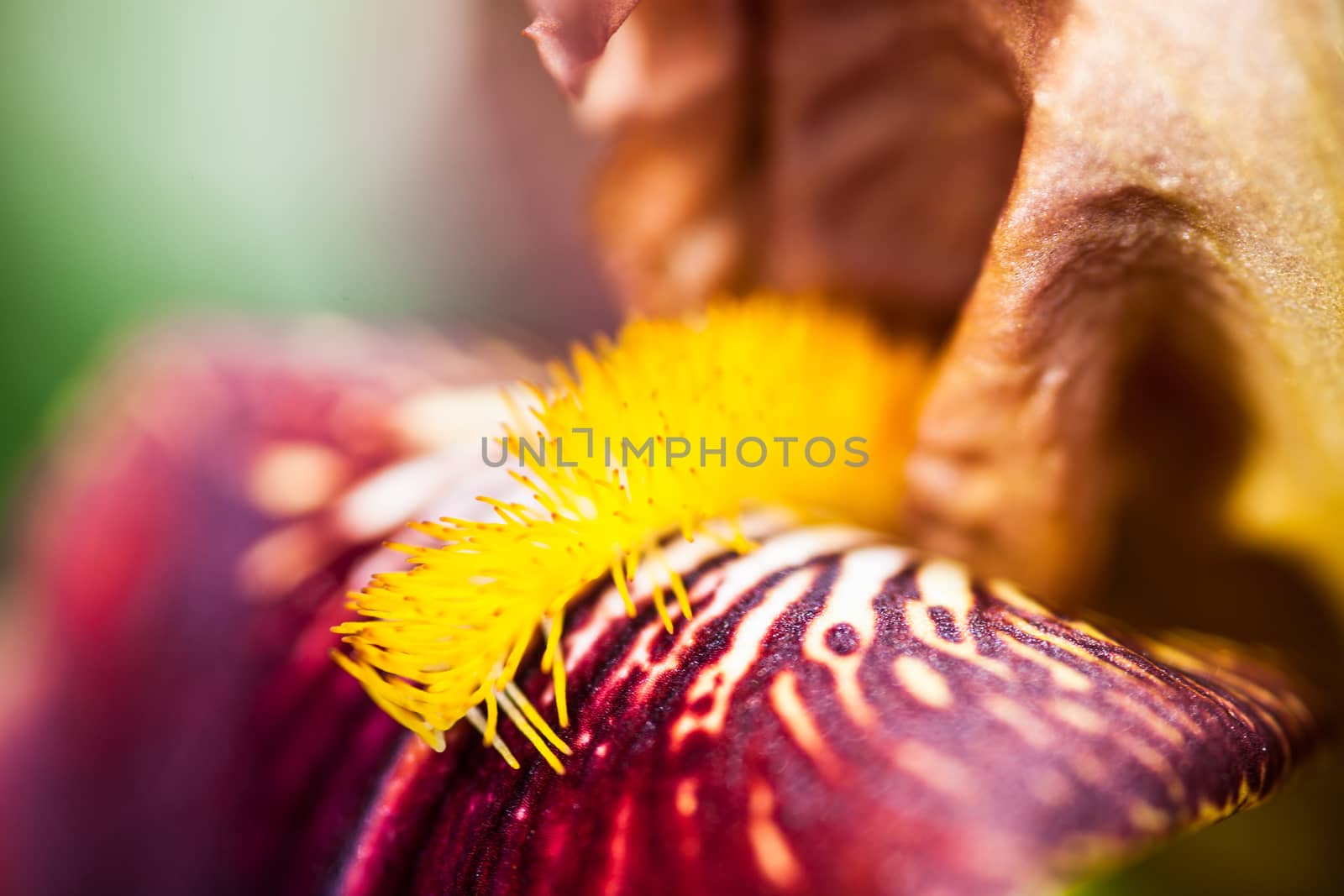 Close up of the beautiful iris flower.