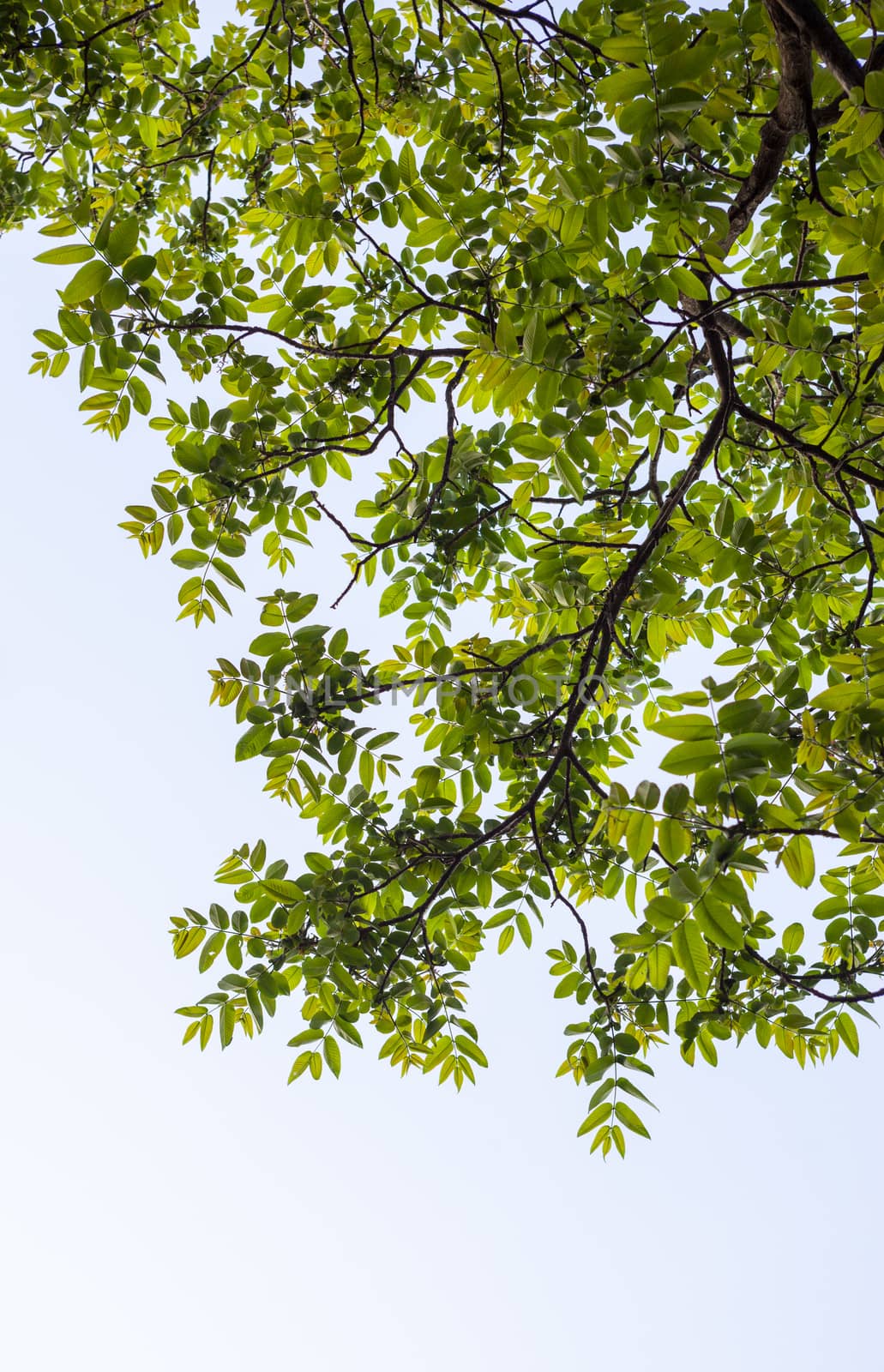 Green branches of the walnut tree against the white cloudy sky background.