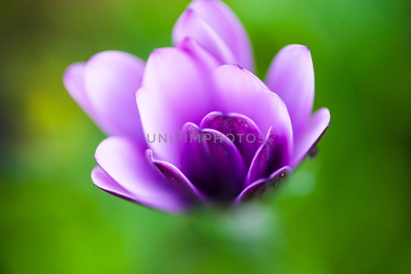 Purple flower of osteospermum by rootstocks