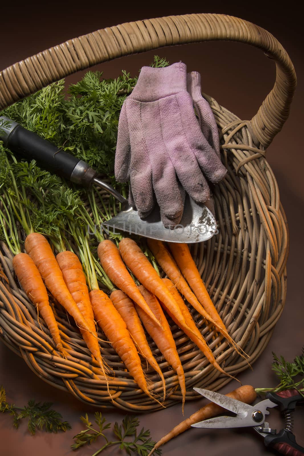 Organically grown carrots collected from a garden vegetable patch.