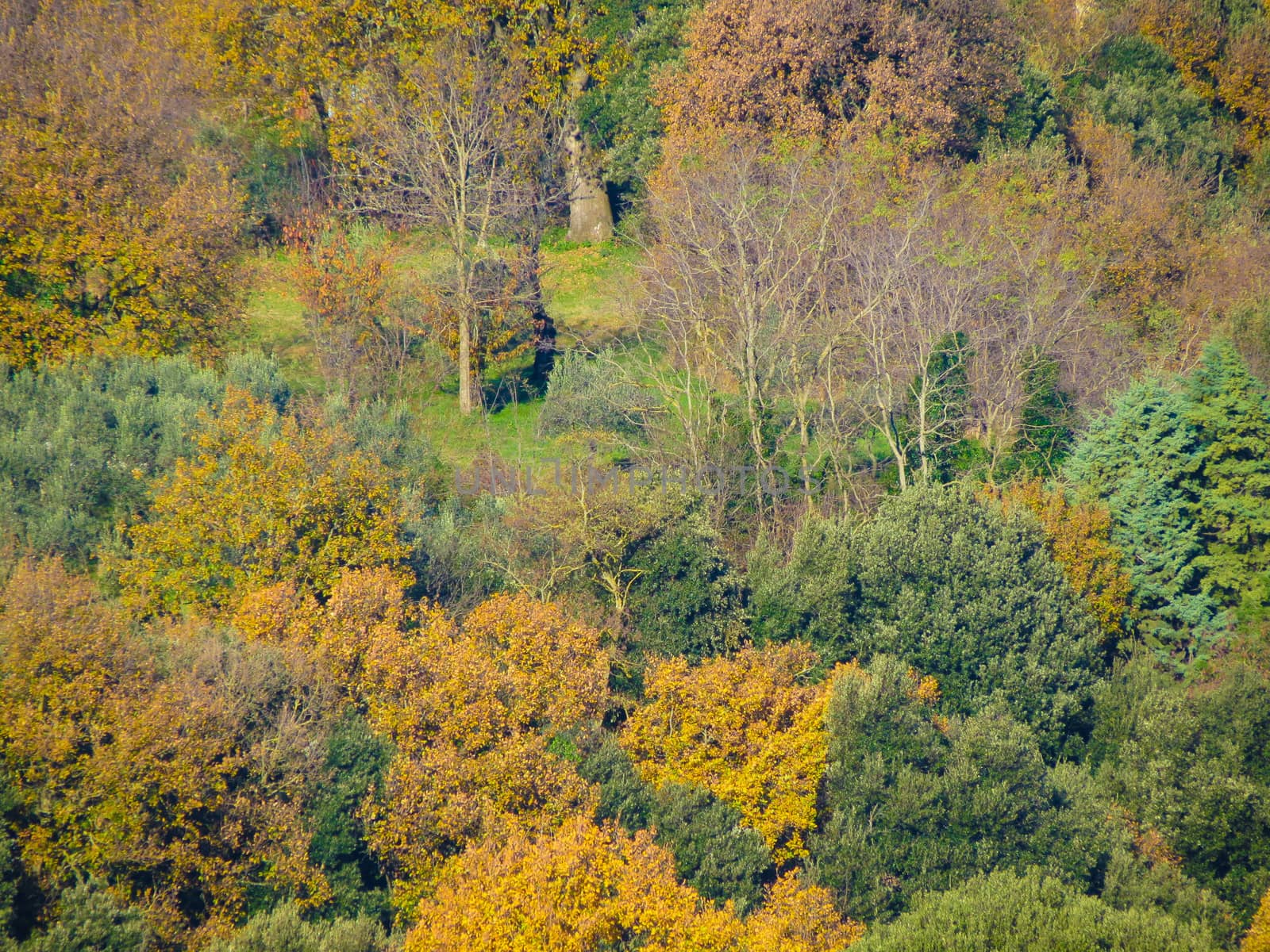 trees in a park in late autumn