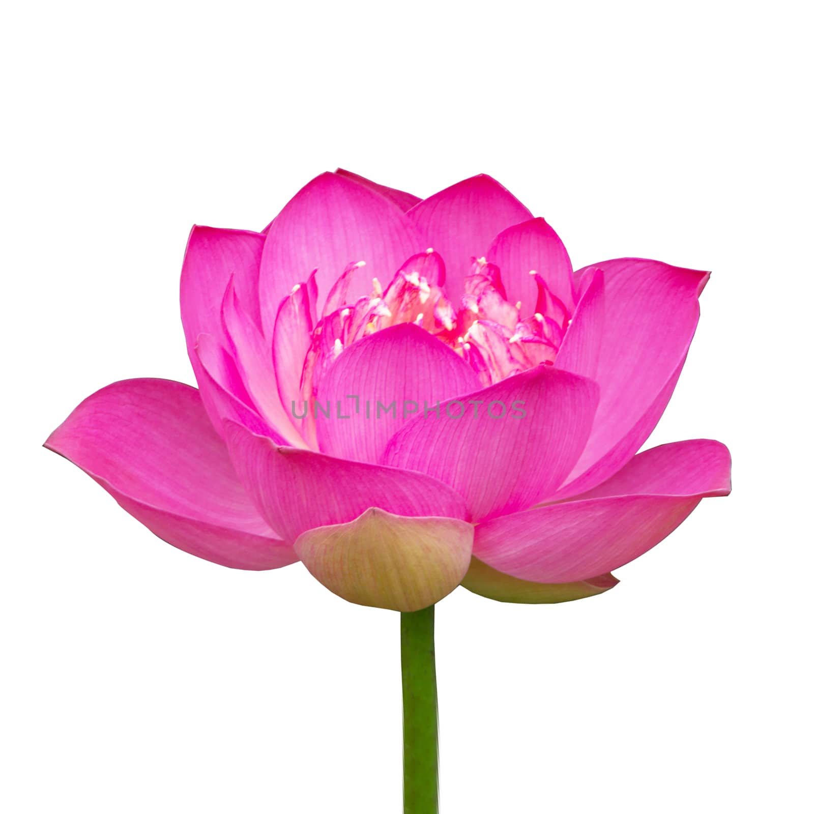 lotus on isolate white background. by Noppharat_th