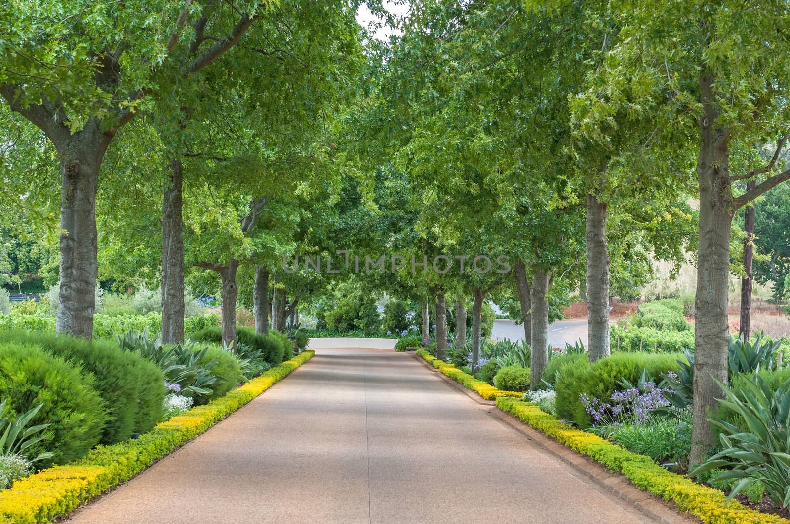 CAPE TOWN, SOUTH AFRICA - DECEMBER 21, 2014: Garden on a wine farm near Stellenbosch in the Western Cape Province of South Africa. The area is famous for its wine farms
