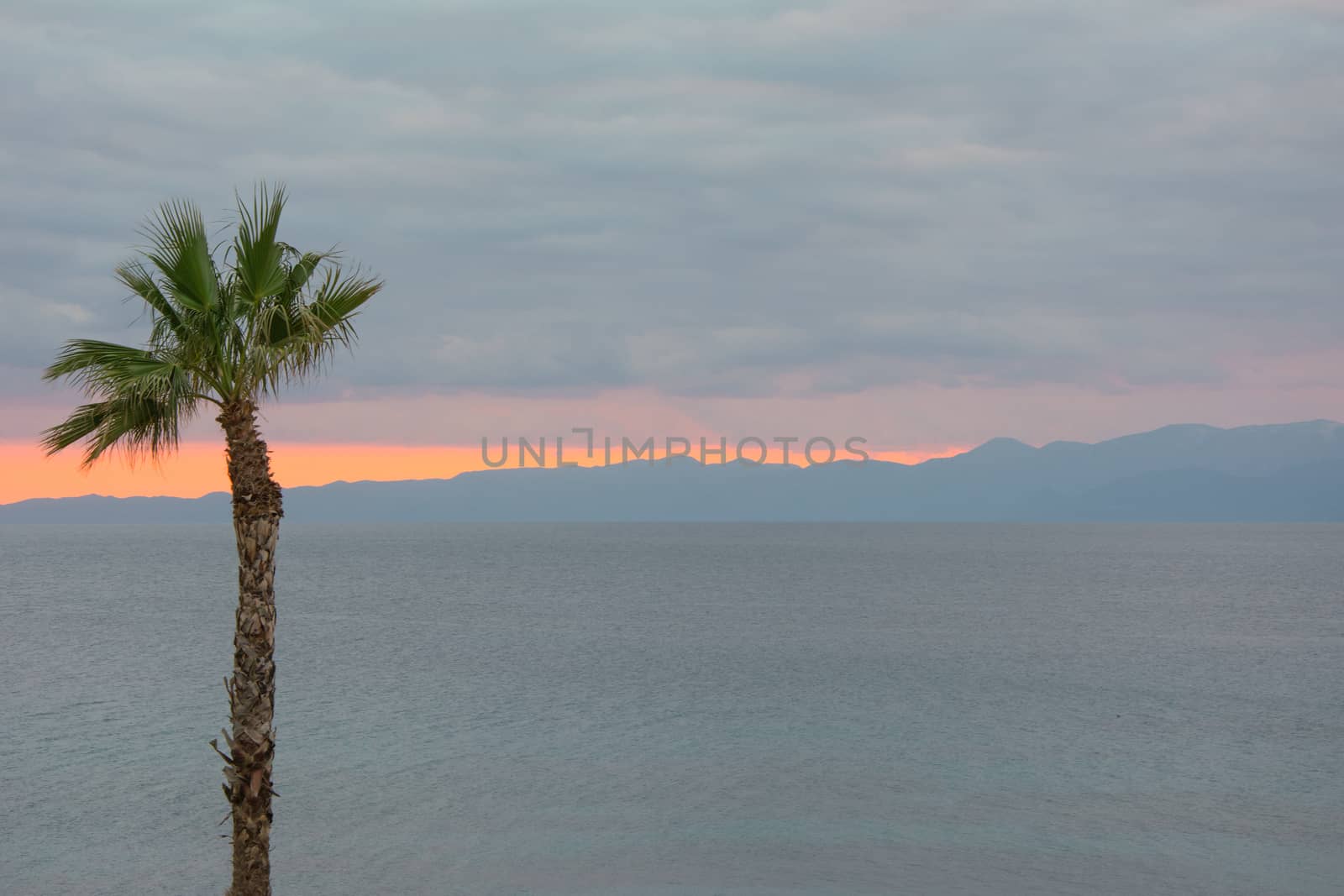 Looking at the nice orange colour sunset behind a tall palm tree.