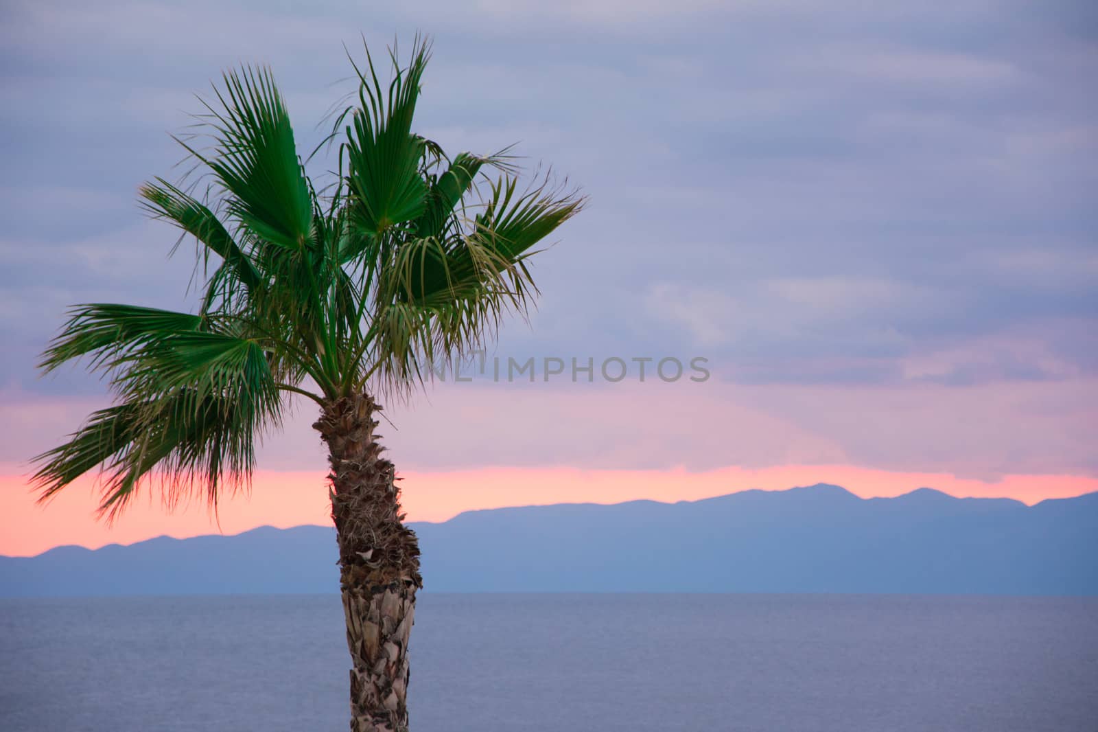 Looking at the nice orange colour sunset behind a tall palm tree.