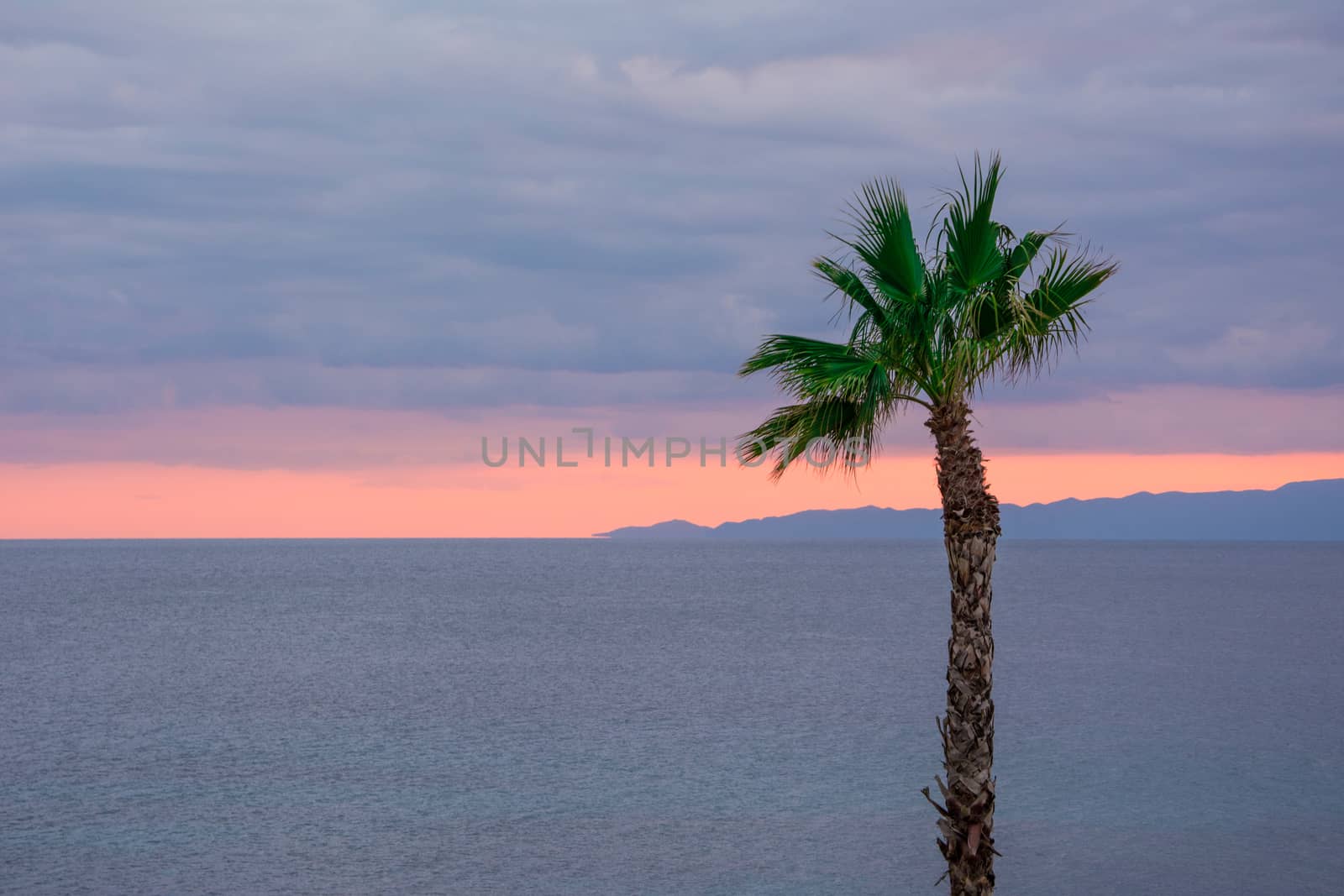 Looking at the nice orange colour sunset behind a tall palm tree.