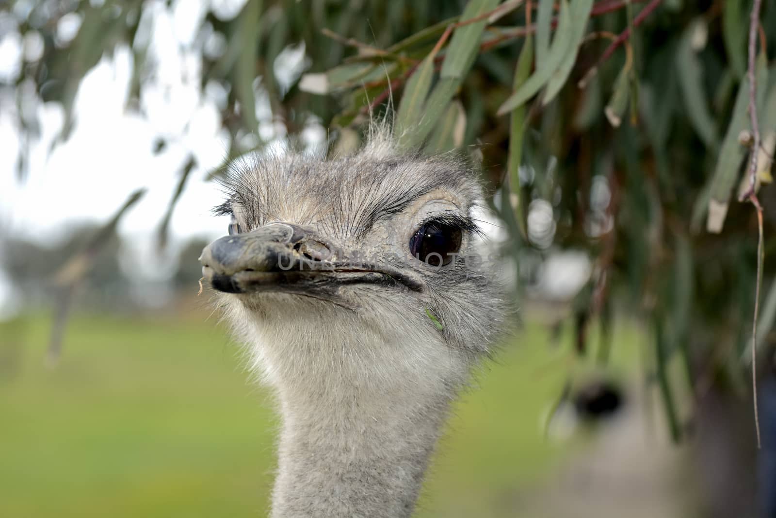 A front head portrait of an African Ostrich with funny expression in the face watching other ostriches and wildlife in a game reserve. 