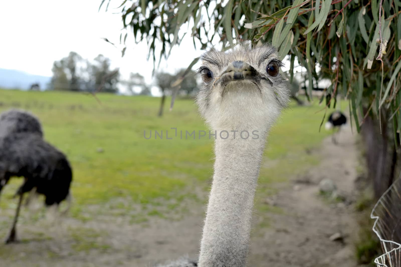 A front head portrait of an African Ostrich with funny expression in the face watching other ostriches and wildlife in a game reserve. 