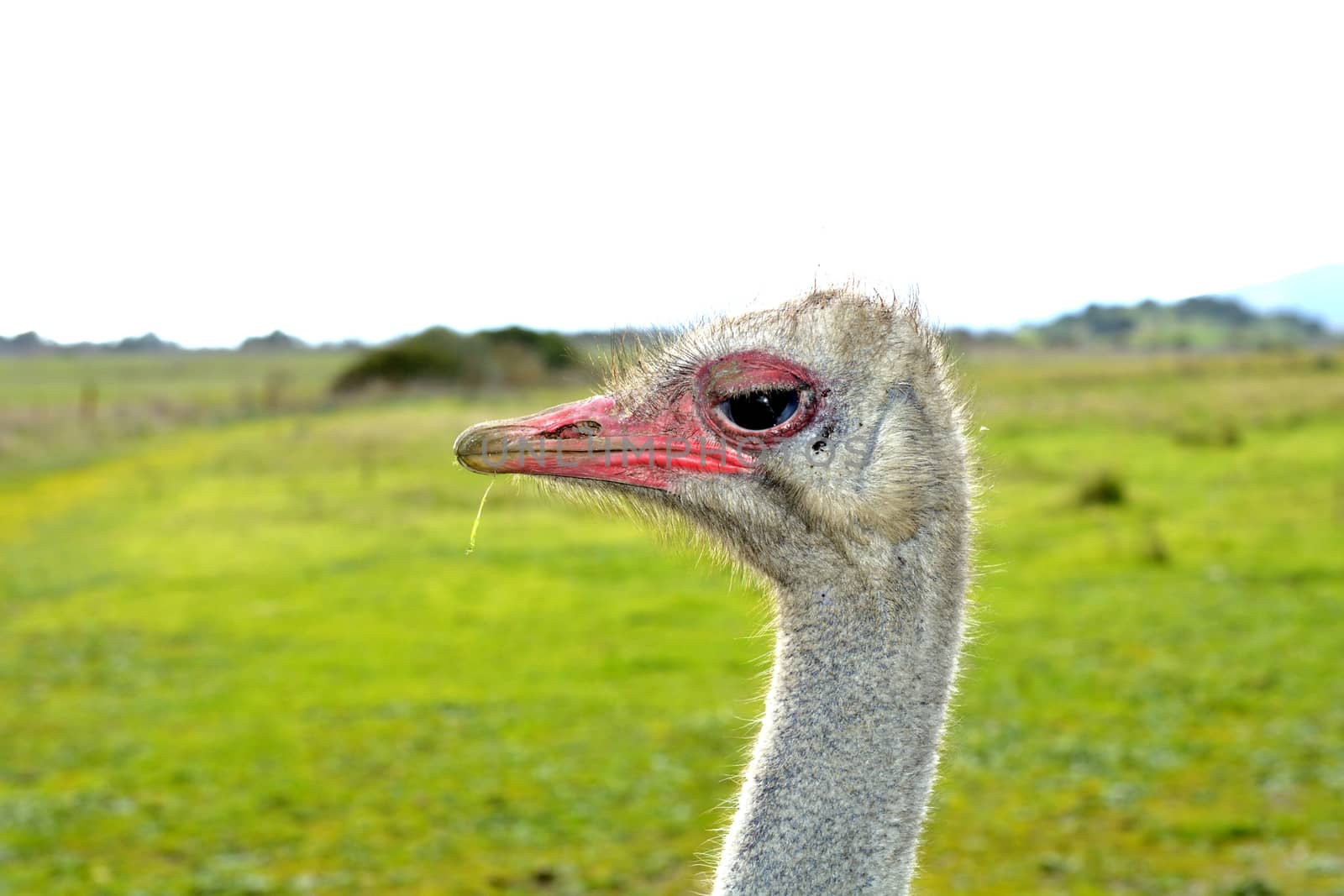A front head portrait of an African Ostrich with funny expression in the face watching other ostriches and wildlife in a game reserve. 