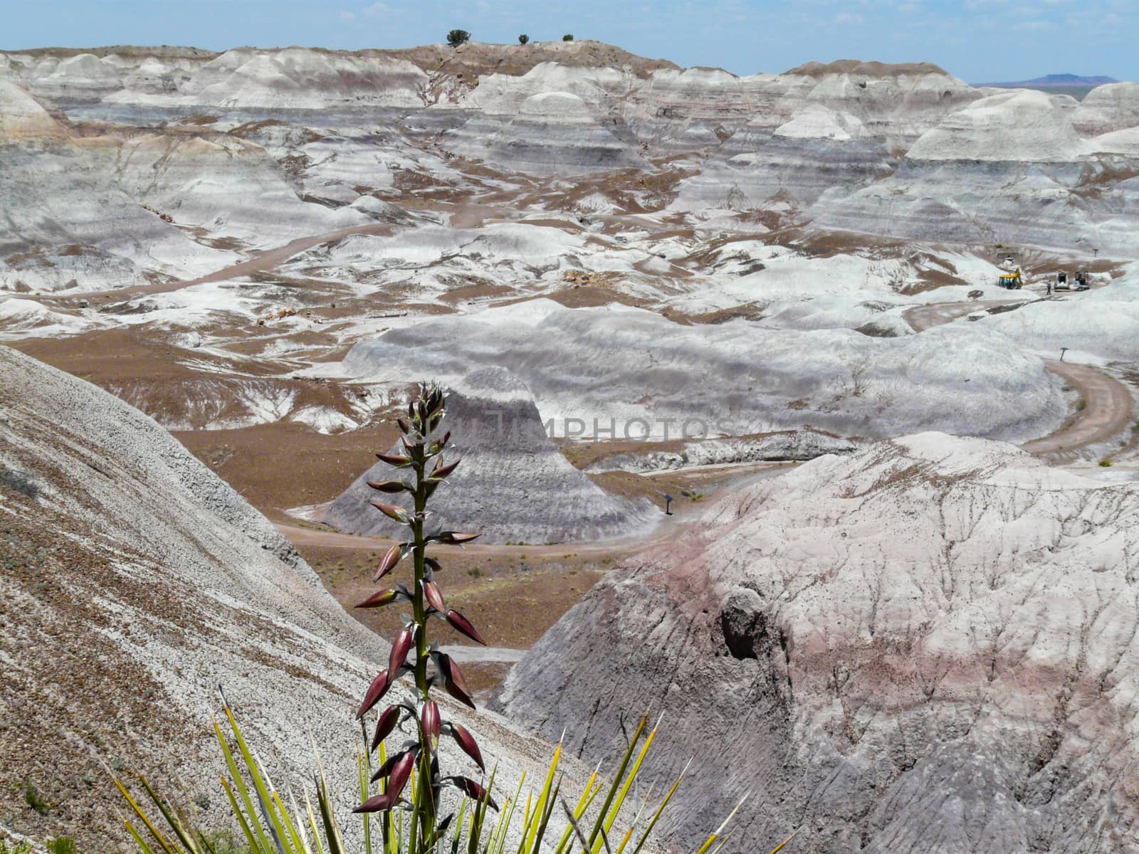 View at Painted Desert with yucca