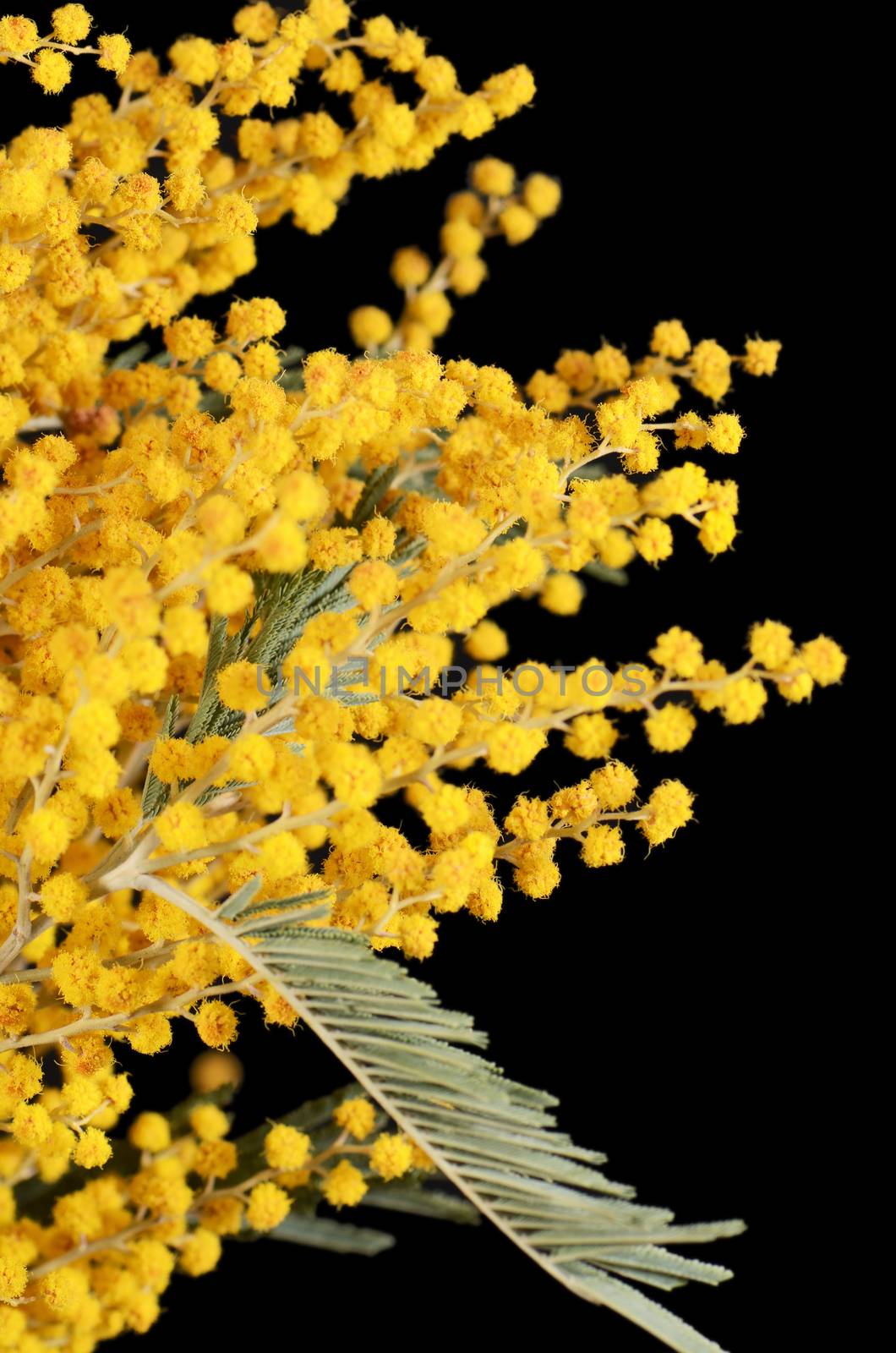 Yellow mimosa  on black background by SvetaVo