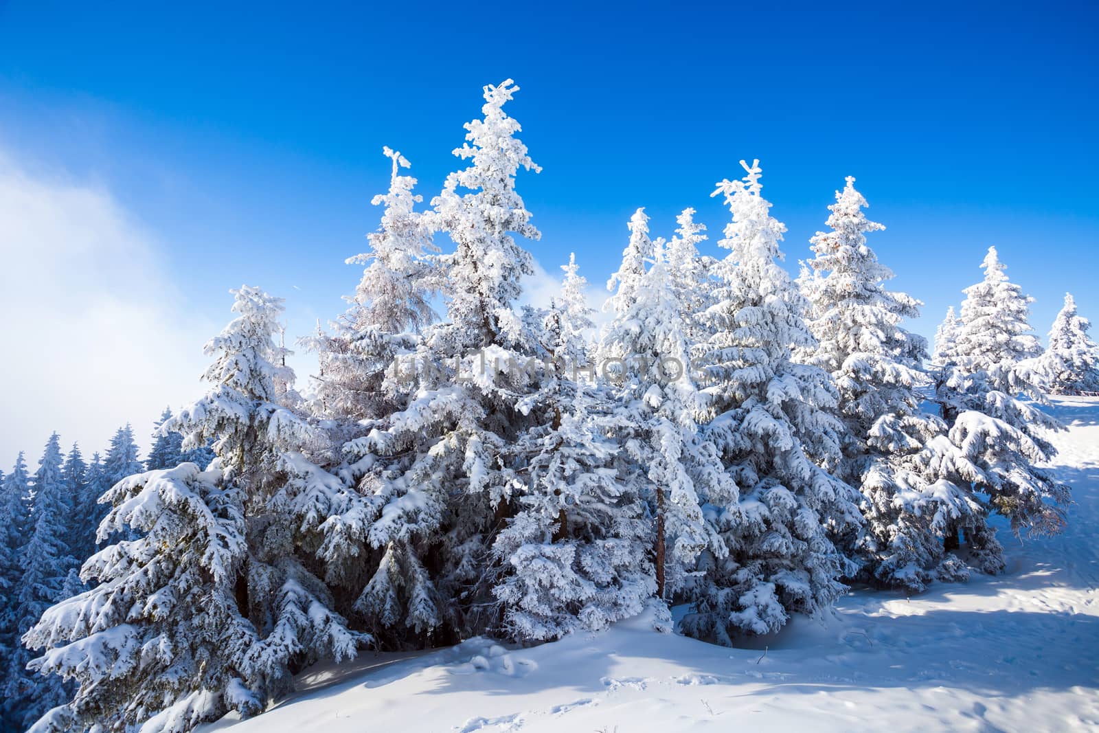 Pine trees covered in snow on winter season in Poiana Brasov, Romania