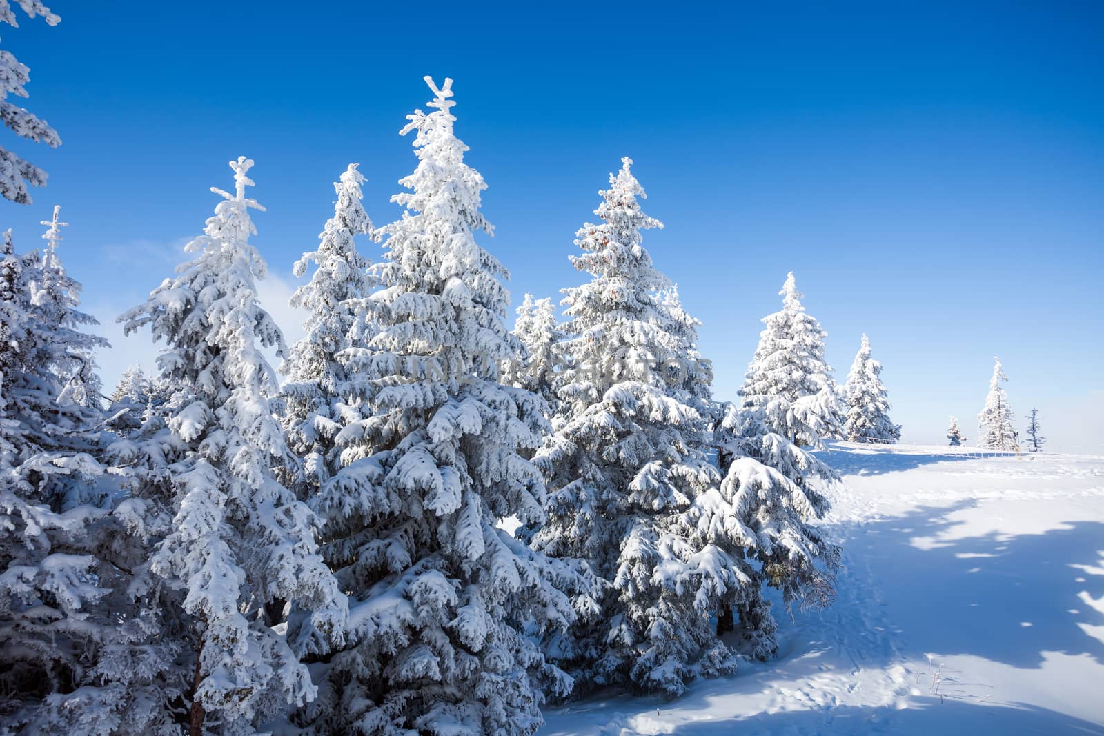 Pine trees covered in snow on winter season in Poiana Brasov, Romania