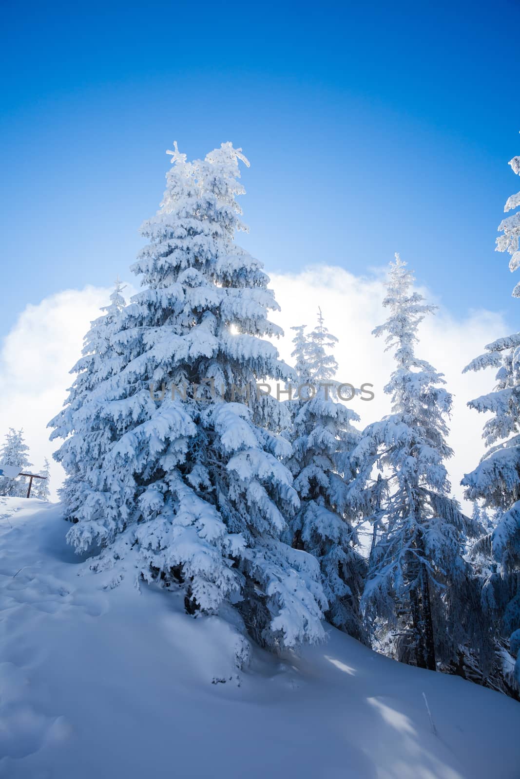 Pine trees covered in snow on winter season in Poiana Brasov, Romania