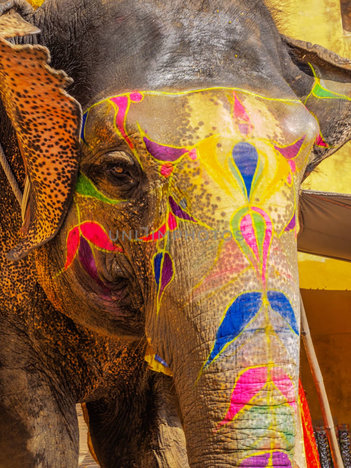 Elephant at Amber Fort