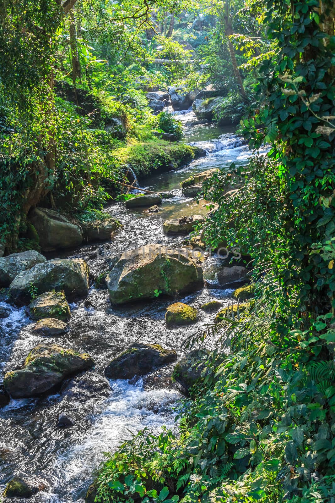 Water Flowing through green forest in Bali, Indonesia