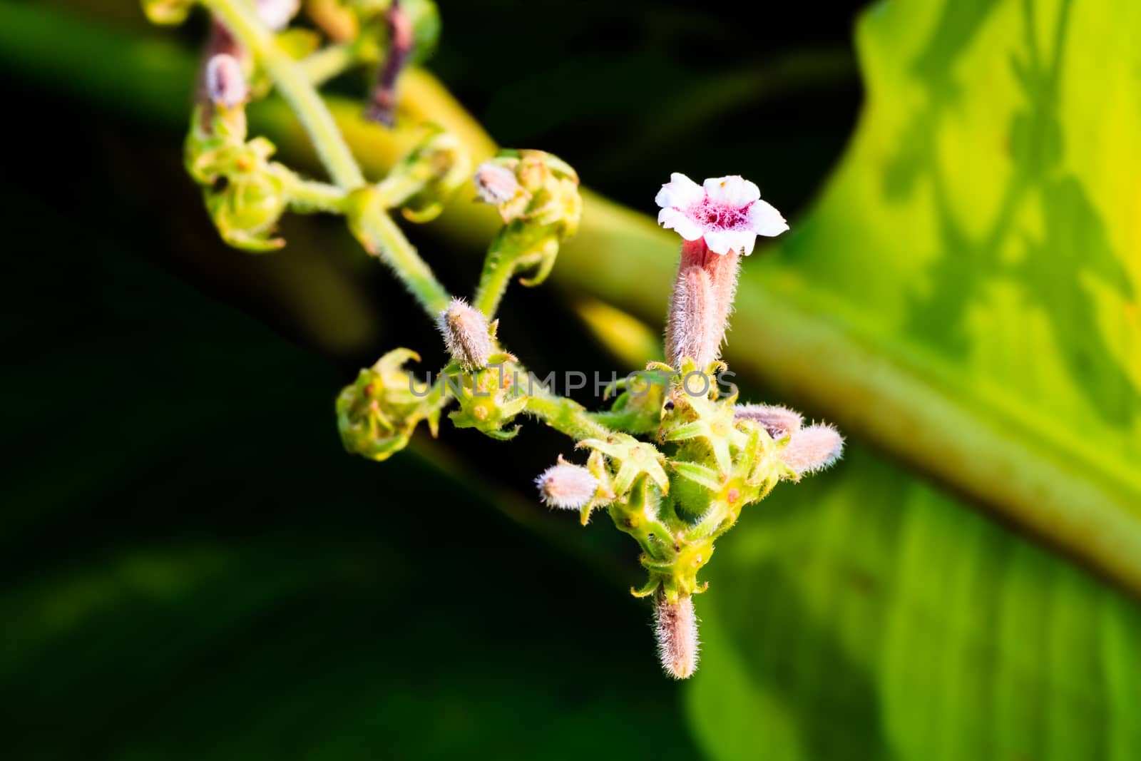 Wild Flower in the forest at Lampang Province, Thailand