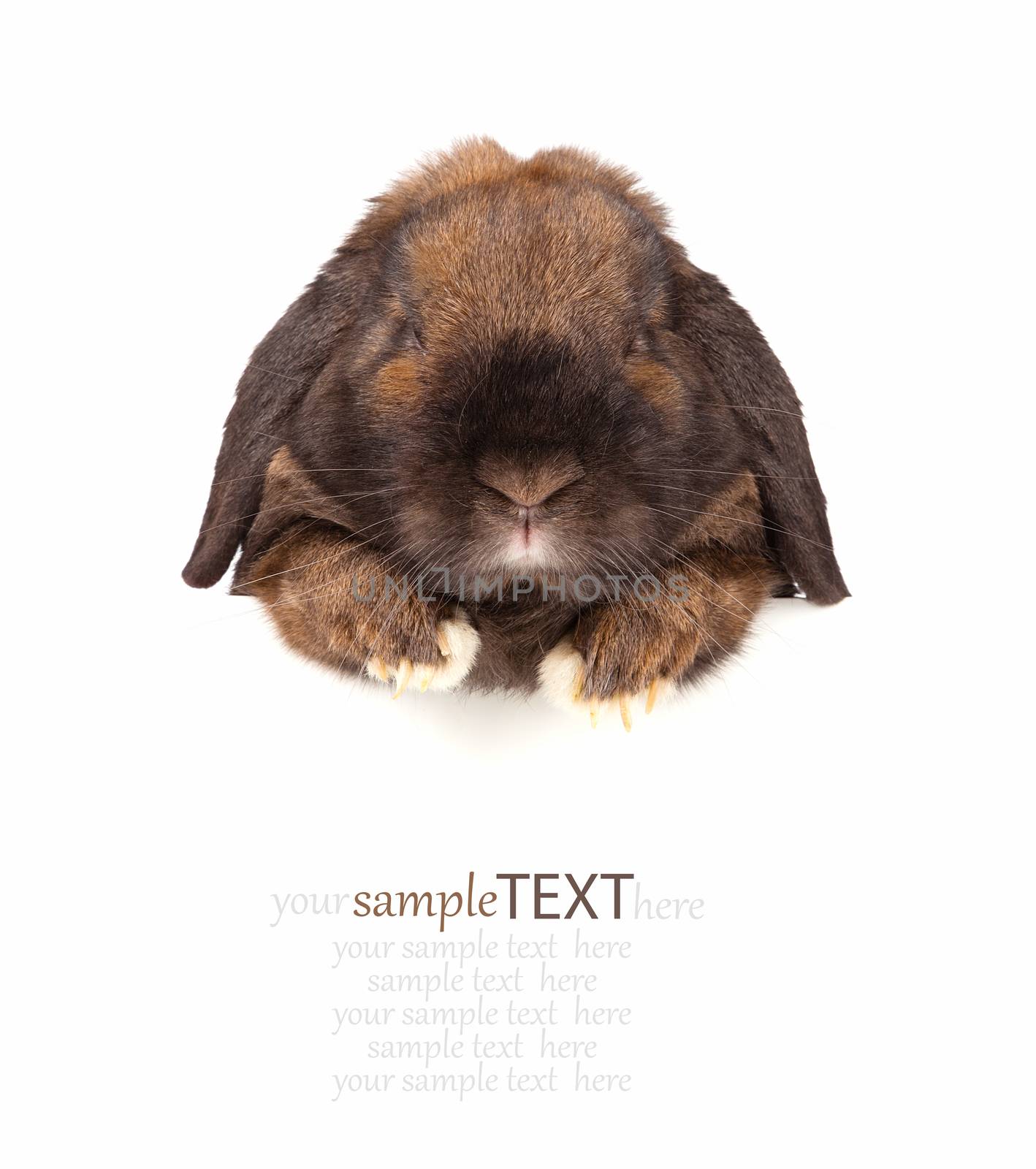Rabbit with sheet for a text writing