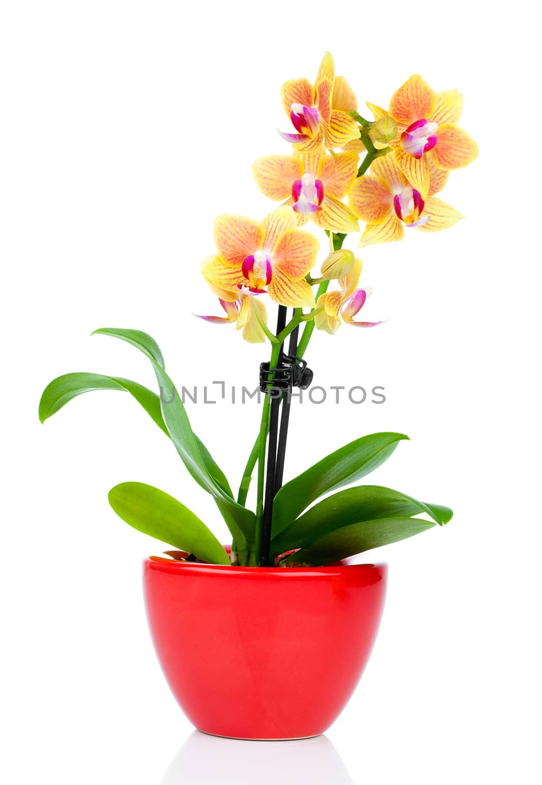 beautiful yellow orchid in pot isolated on white