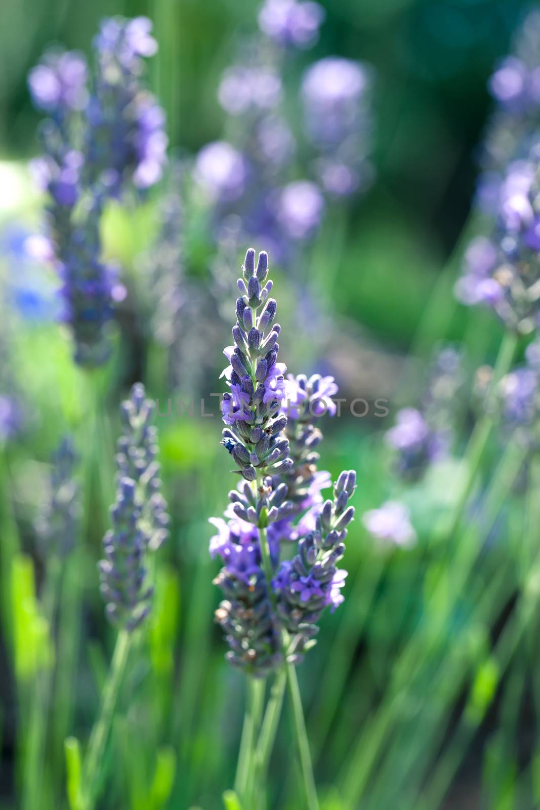 Lavender flowers in the summer