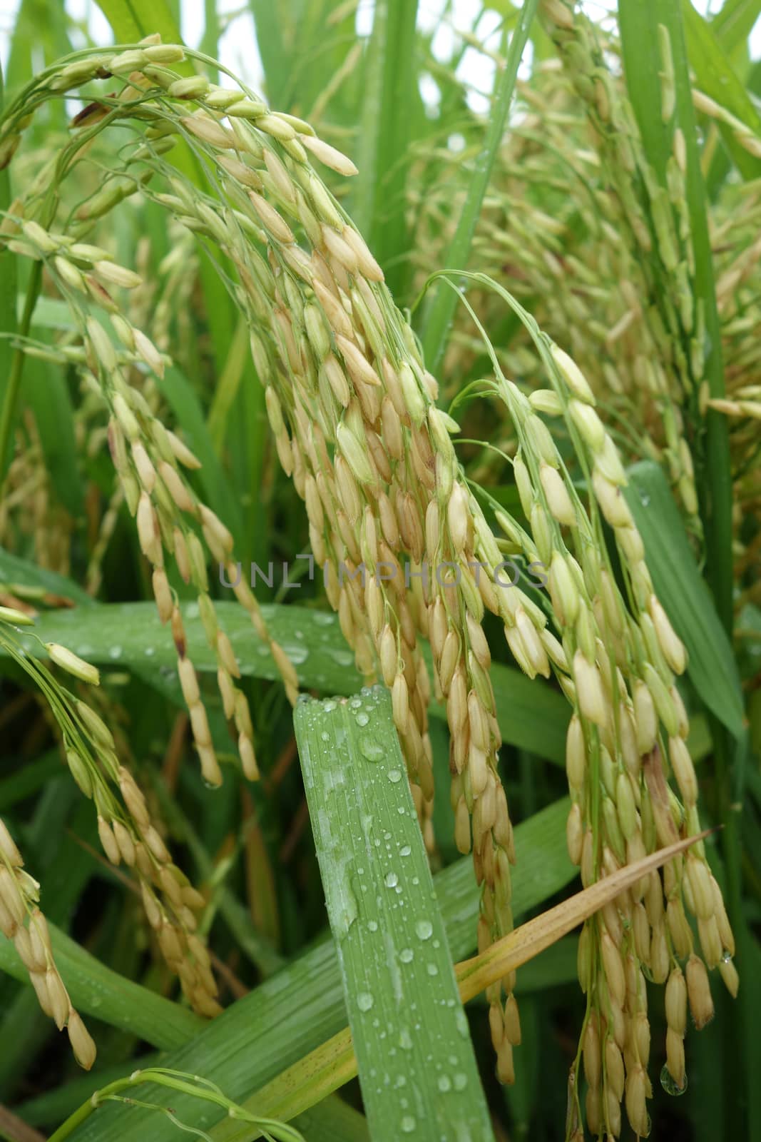 Close up of ripe rice in the paddy