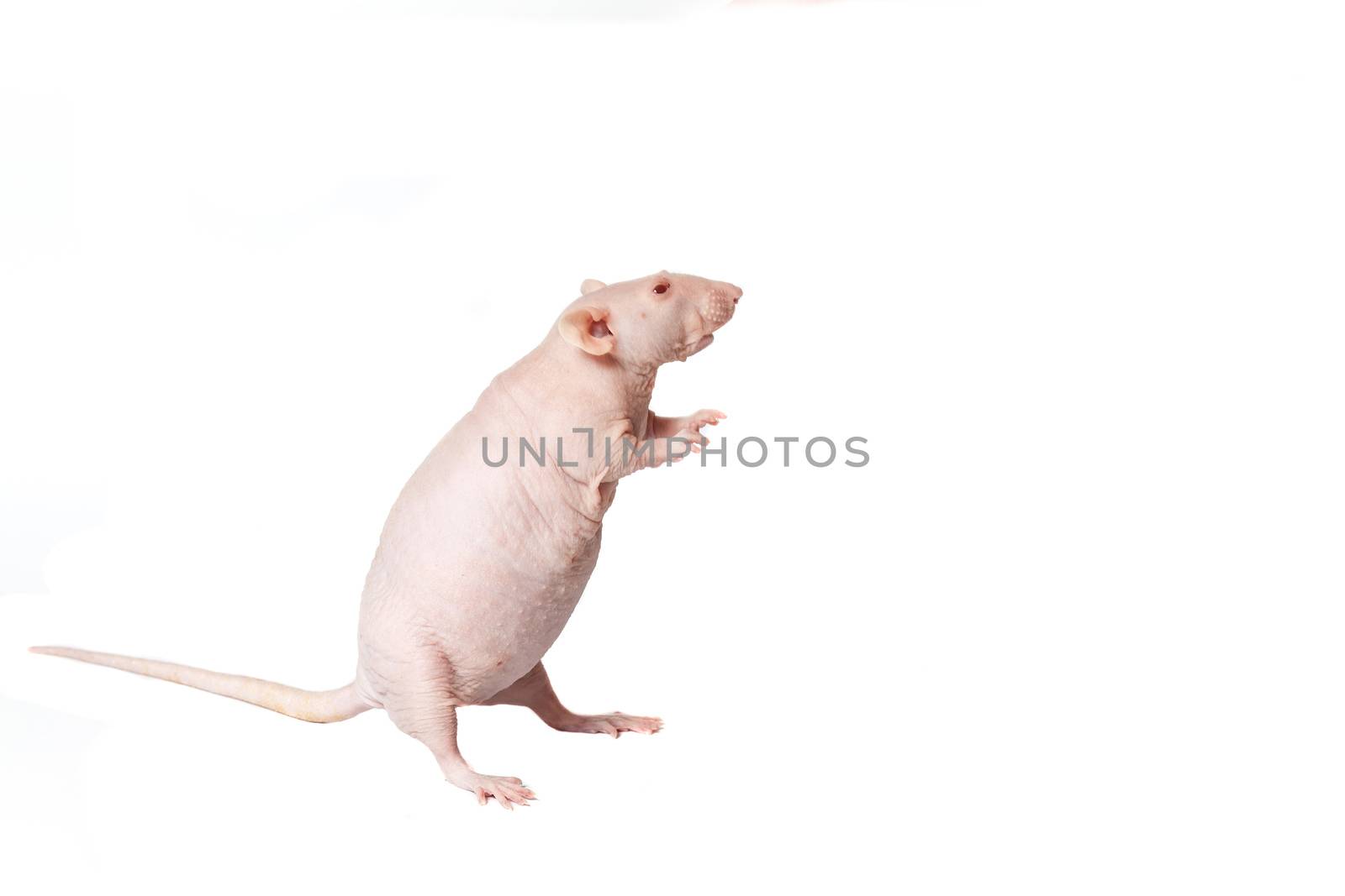 homemade rat on white background isolated