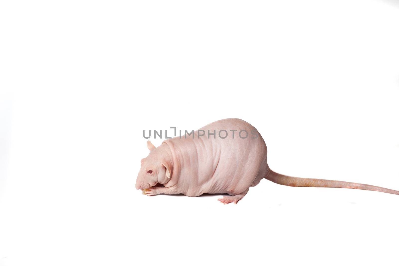 homemade rat on white background isolated