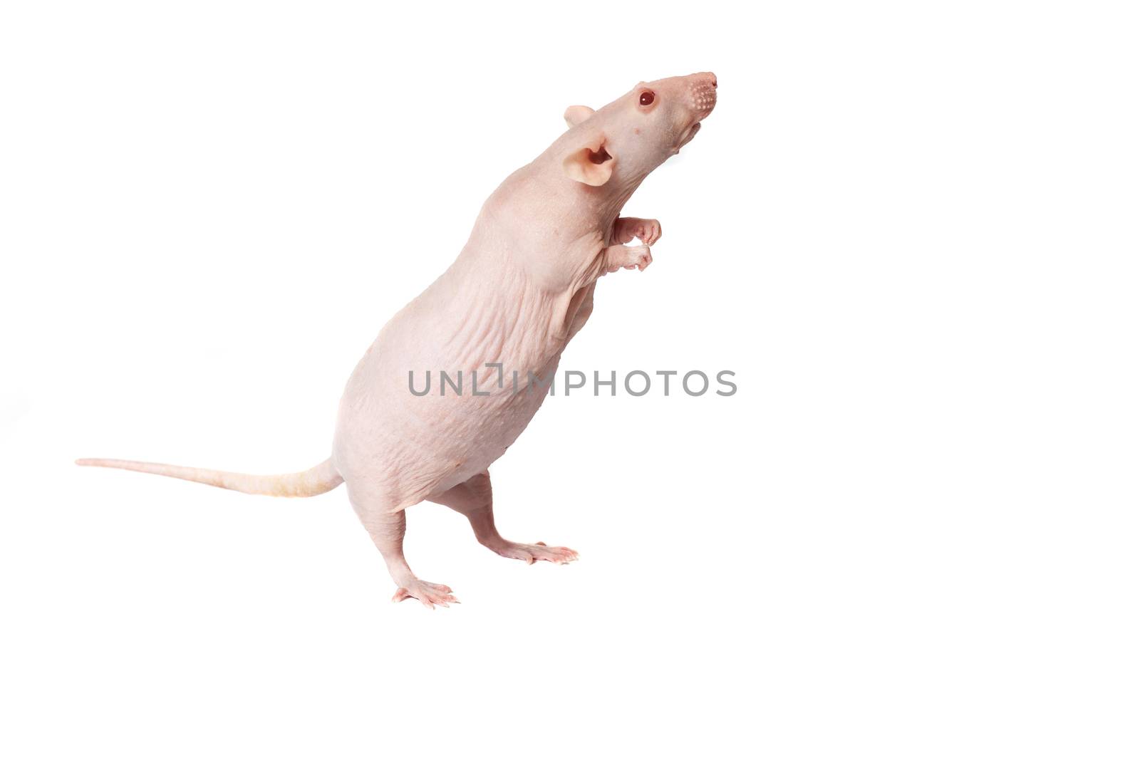 rat by Dancer01