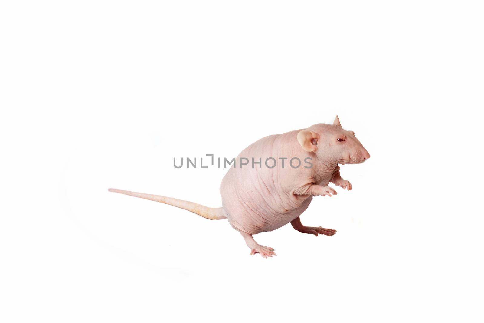 homemade rat on white background isolated