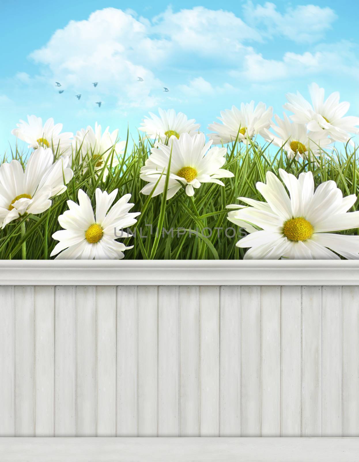  Spring wall background/backdrop by Sandralise