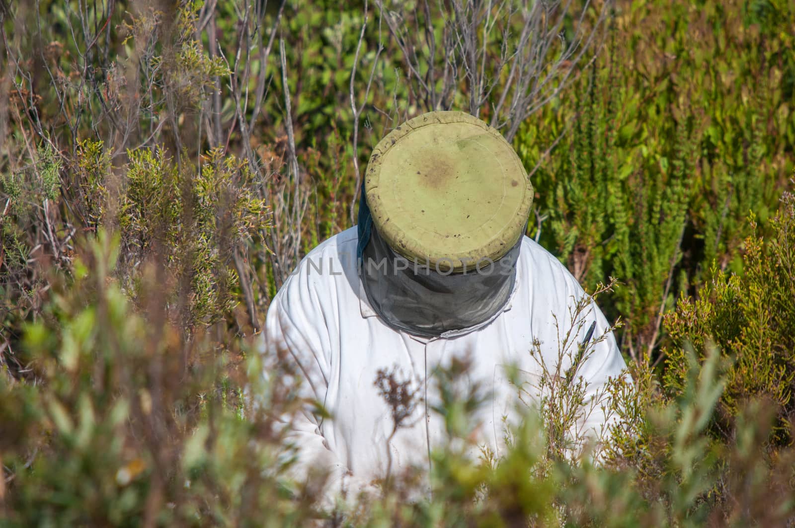 Beekeeper at work between fynbos plants near Sir Lowrys Pass in the Western Cape Province of South Africa
