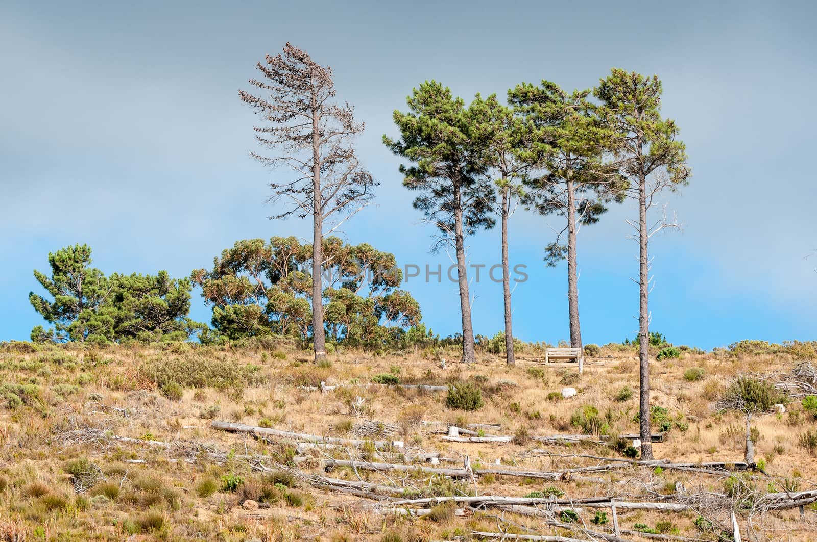 Wooden bench next to pine trees near Sir Lowrys Pass in the Western Cape Province of South Africa
