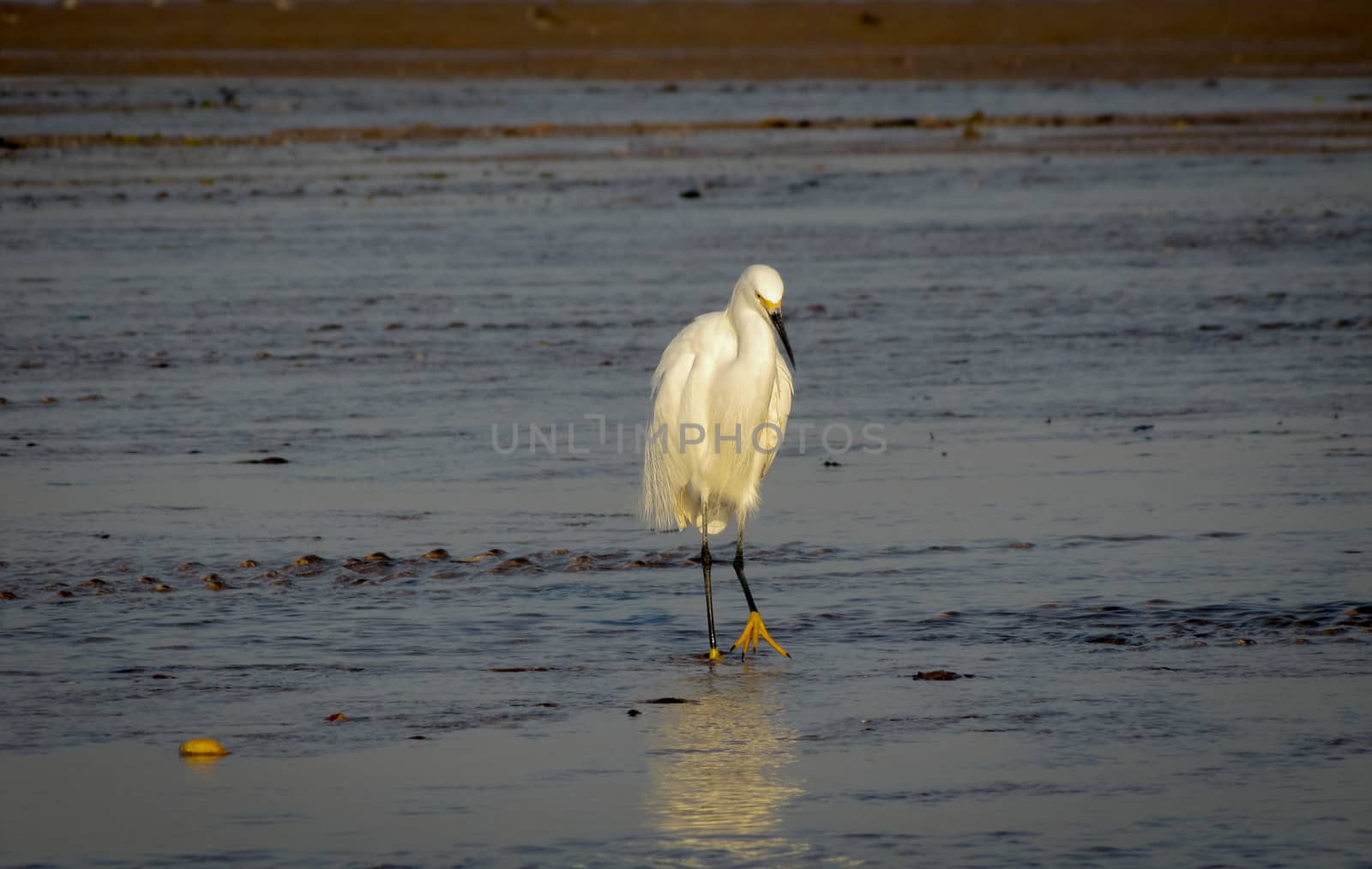 Great White Egret dining in the morning as the Pacific Tide goes out. by valleyboi63