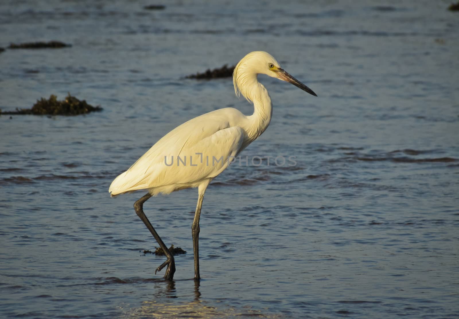 Great White Egret dining in the morning as the Pacific Tide goes out. by valleyboi63